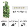Botanist Botanical Shampoo 16.6 fl. oz. (490 mL)