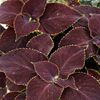Outsidepride 20 Seeds Annual Coleus Chocolate Mint Foliage Indoor Or Outdoor House Plant Flower Seeds