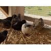 Beautiful Fertile Button Quail Hatching Eggs