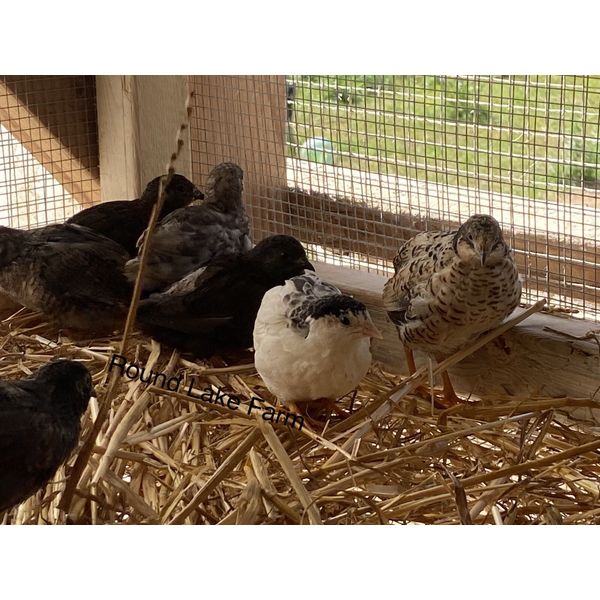 Beautiful Fertile Button Quail Hatching Eggs