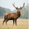 4 x Deer Antler Spray Velvet Horn Extract