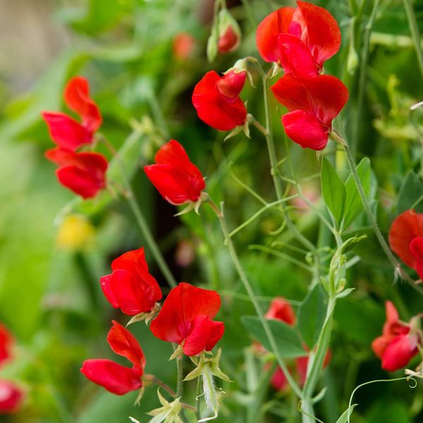 Outsidepride 500 Seeds Annual Lathyrus Odoratus Sweet Peas Royal Scarlet Vine Seed for Planting