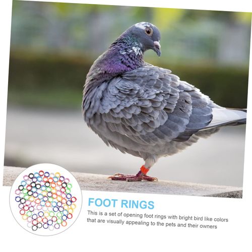 FONDOTIN 100 Pcs Bird Leg Bands Parakeet Supplies Birds Identification Pigeons Foot Rings Chicken Thigh Tag Anillos para Periquitos Australianos 4mm Chicken Bands Parrot Foot Rings to Stack