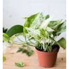 Marble Queen Pothos in 4" Pot | Live Devils Ivy Vine | Well Rooted | Starter Pla