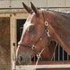 John Whitaker Ready to Ride Leather Headcollar Brown Pony