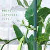 Republic Republic Gardening for Twist 150 Mil