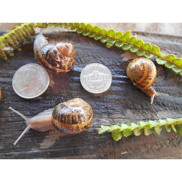 LIVE HELIX ASPERSA PET LAND SNAILS Six (6)  2 each Small, Medium & Large
