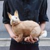 bh7797 hansa rabbit 35