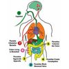 Parasite  Cleanse 2 oz(60m0l)