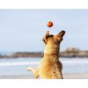 ChuckIt! High-Bounce Rubber Fetch Ball, Small (Colors Vary) 2 Pack