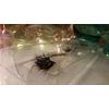 3D Mink Eyelashes - CARMEL DUPE (Lilly) FAST SHIPPING