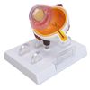 Human Eye Anatomical Model, Multi Parts Educational Tool with ABS, for Science Education, Student Learning, Display