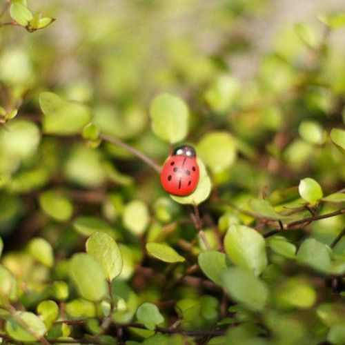 Czhotg 20PCS Realistic Ladybug Figurines - 1 Inch Resin Garden Decor for Fairy Gardens, DIY Terrariums, Dollhouse Miniatures and Outdoor Landscape Ornaments (Red)