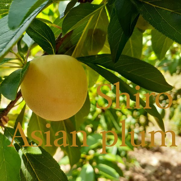 10 Shiro Asian Yellow Plum Flowering Fruit Tree Scion Wood Cuttings 8-10"