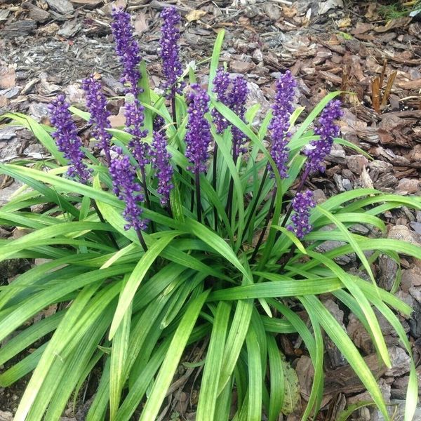 10 Plants Royal Purple Liriope Monkey Grass Lilyturf - Evergreen Ground Cover