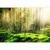 wall26 - Forest - Removable Wall Mural Self-Adhesive Large Wallpaper - 66x96 inches