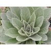 MULLEIN LEAF Fresh  Immune Impressive Benefits 100 Veg Capsules No Additives