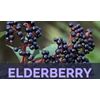 ELDERBERRY CONCENTRATED ✅ SOFTGELS PURITAN'S  PRIDE ⭐ 420 MG ⭐ BOOSTS Immunity