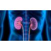 urinary pain relief - KIDNEY SUPPORT COMPLEX - kidney cleanse - 2 Bottles