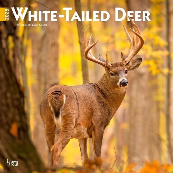 White Tailed Deer | 2025 12x24" Monthly Square Wall Calendar | Plastic-Free