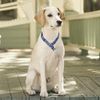 Serijoars Martingale Dog Collar - No-Pull Training Collar with Flower Multicolor Cute Patterns and Slidable Stop Ring (L, Skull)