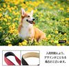 ファープラスト 首輪 デイトナ ハーフチョーク ブラック CSS 15/45