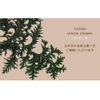 COONA Hinoki Soap, Solid Wood Diffuser, 100% Natural Hinoki Essential Oil) Regular