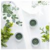 JÄMTSKOGEN Scented tealight, Cypress & Eucalyptus/Dark Green, 3.5 hr/30 Pack