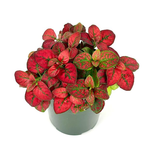 Hypoestes Red Splash Live Potted House Plants Air Purifying, 2.5" Pot