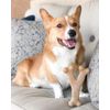 PET TOY DG BON BACN5.25"