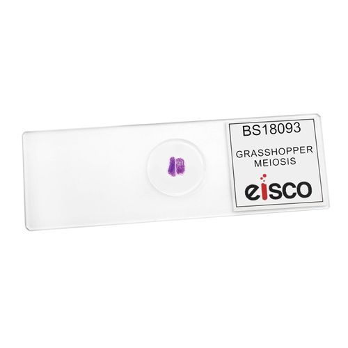 EISCO Grasshopper Meiosis, Wholemount - Prepared Microscope Slide 75 x 25mm Biology & Microscopy- Eisco Labs