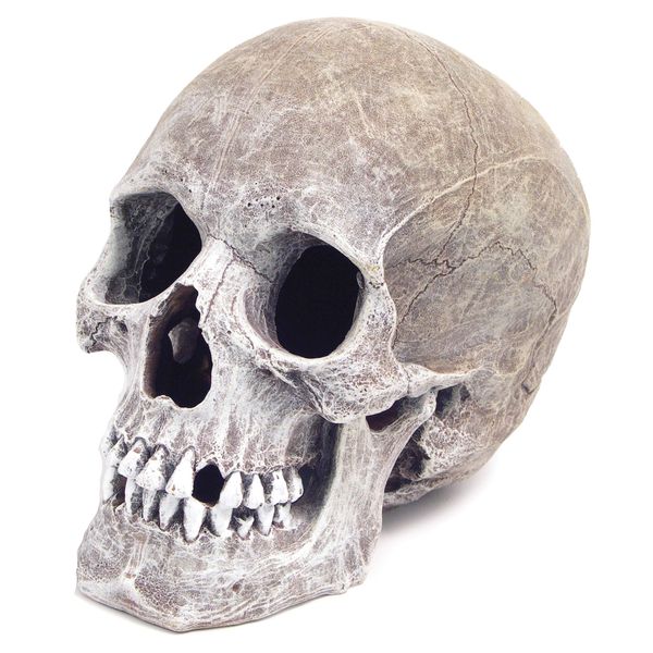 Exotic Environments Human Skull Aquarium Ornament, 5-Inch by 7-1/2-Inch by 6-Inch