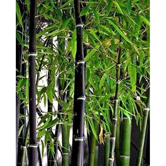 300+ Exotic Black Bamboo Seeds for Fast Growing - Phyllostachys nigra Ornamental Plant Hardy Landscaping Privacy Screen