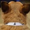 Small 'Eurasian Wren Bird' Dog Collar (PR00061947)