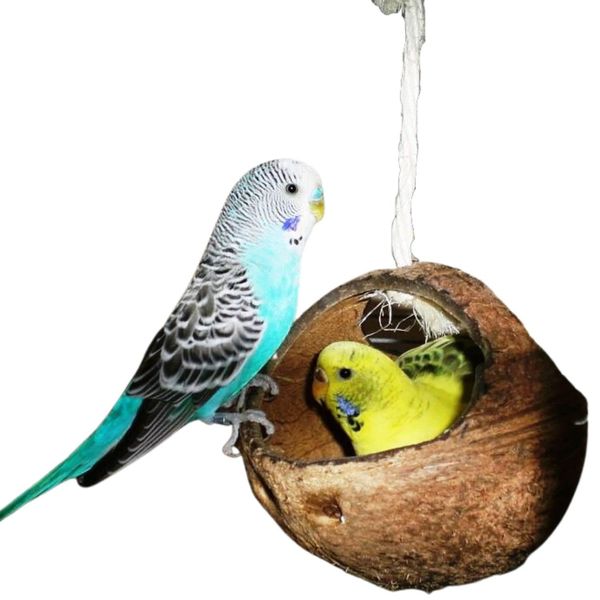 Vogelgaleria® Schaukel für Wellensittich & Nymphensittich | Vogelschaukel Kokosnuss | Wellensittich Zubehör