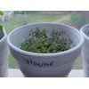 FRESH ORGANIC  HERB  THYME  SEEDS   200 SEEDS