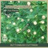 Cephalanthus occidentalis  | Buttonbush Cuttings | 12" Fresh Cuttings | Native