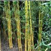 50 +  Bamboo Vulgaris Schrad Seeds
