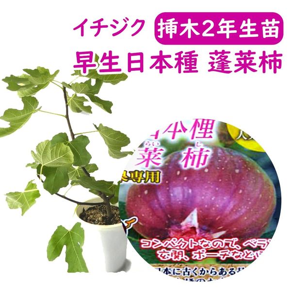 Fig Free Seedling Seedling [Japanese Species (Japanese Early Lying Seeds, Horai Persimmon)] No. 6 Pot, 2nd Year Issued Seedling, Flowerless Fruit, Fig, Fruit Tree Seedling, Symbol Tree, Commemorative