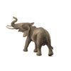 African Elephant Male
