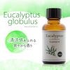 Natural 100% Eucalyptus Globulus Oil 30ml Aroma Oil Eucalyptus