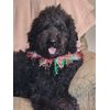 Handmade Holiday Christmas Slip On Festive Dog Collars Size Medium