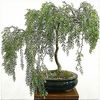 RARE Willow Bonsai Cutting - Grow Willow Bonsai