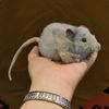 Plush Soft Toy Grey Fat Rat by Hansa. 5579