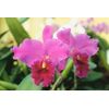 4 Pink Hawaiian Tropical Mix: Cattleya, Plumeria,Ginge