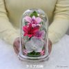 Phalaenopsis Denfare Dome Versus Design SET (Clear Pink)