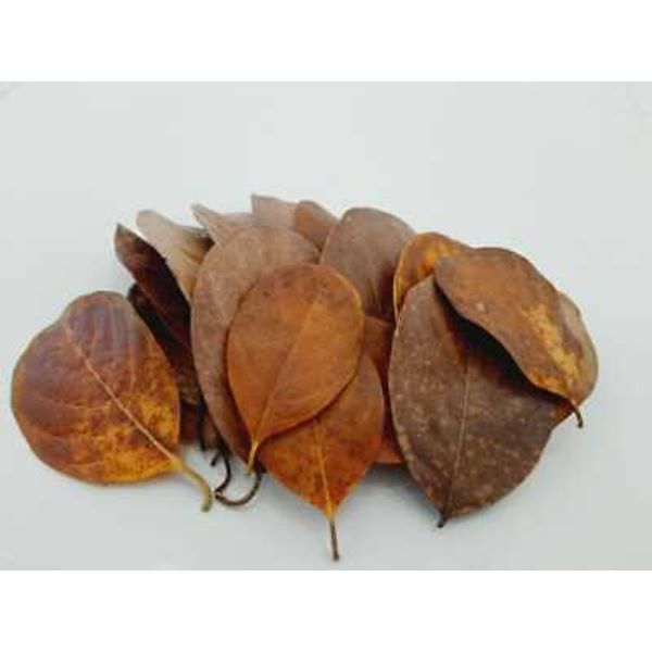 Dried Jackfruit 50 Leaves for Shrimp/Fish Tanks Aquarium Biofilm Organic Ceylon