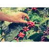 Alto Grande Super Premium Coffee Beans (2 Pounds)