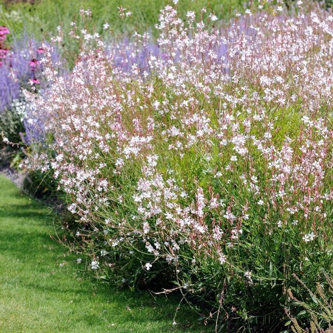 Gaura Lindheimeri (Lindheimer's Bee Blossom) 15 Seeds, Perennial