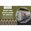 Rye Berry Grain Spawn Jars | Fully Sterilized | 12-Pack of Jars